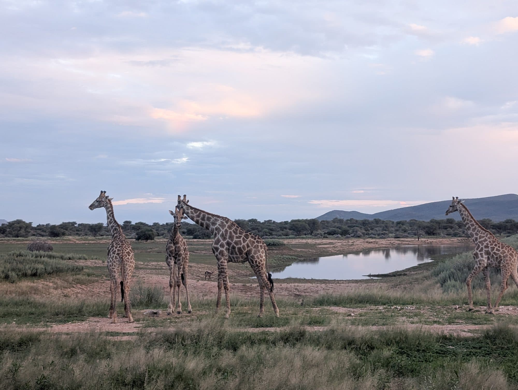 Mehrere Giraffen stehen am Rand eines Wasserlochs, dahinter Busch und Berge im Abendlicht.