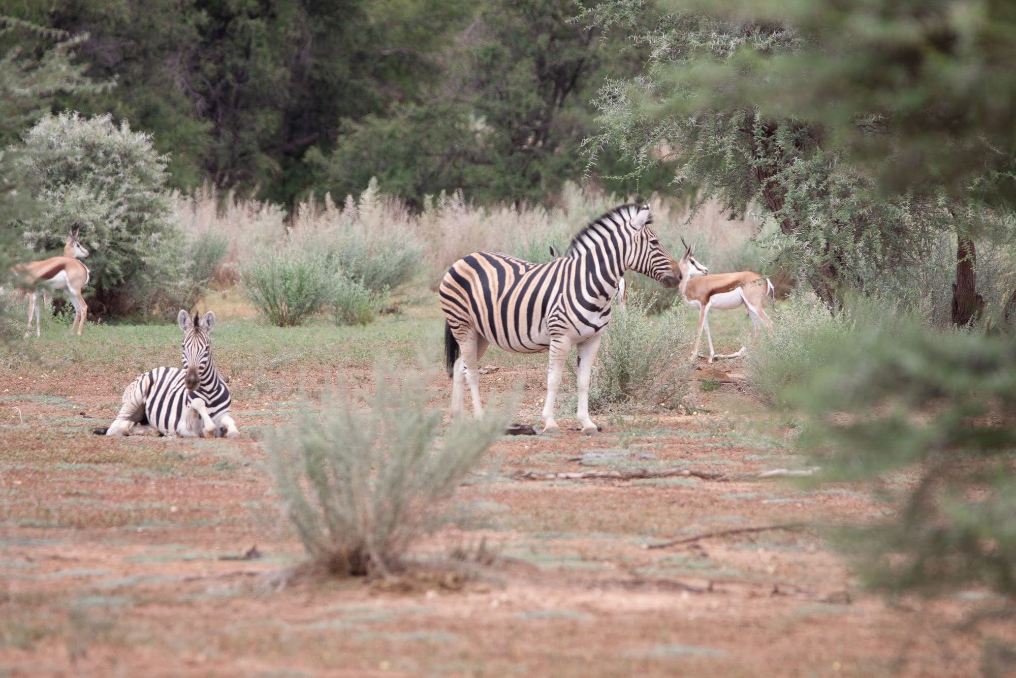 Zebras und Springböcke im Buschland der Farm, ein Zebra liegt im roten Sand.