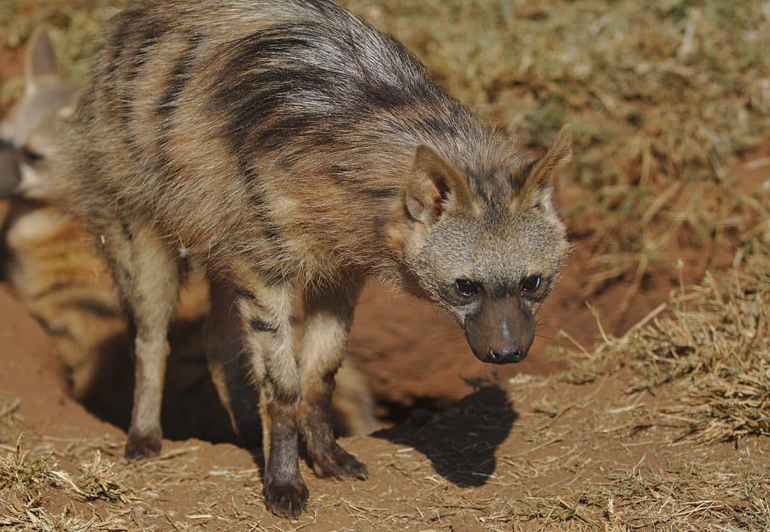 Erdwolf steht vor dem Eingang seines Baus und senkt den Kopf, am linken Bildrand ein zweiter Erdwolf.