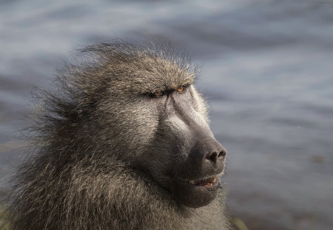 Nahaufnahme eines Bärenpavians am Wasser, die dunkle Schnauze im Profil.