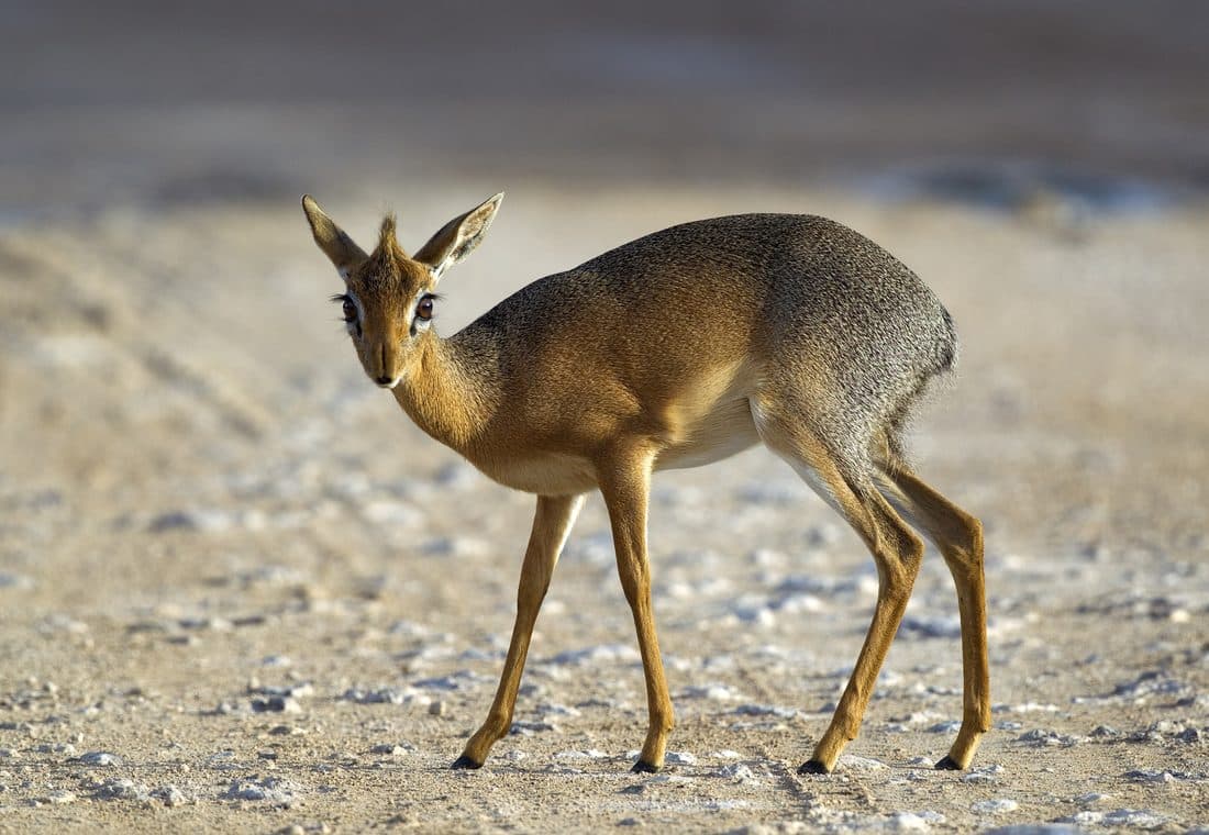 Damara-Dikdik auf hellem, steinigem Boden, den Kopf mit den großen dunklen Augen zur Kamera gewandt.