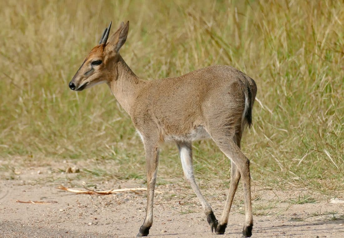 Kronenducker-Bock am Rand einer Sandpiste vor hohem Gras, die kurzen spitzen Hörner aufgerichtet.