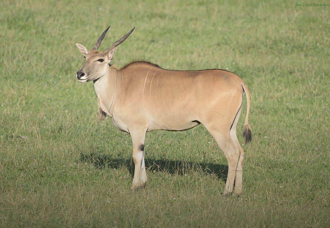 Elenantilope auf kurzer grüner Weide, die Wamme tief am Hals, die gedrehten Hörner im Profil.
