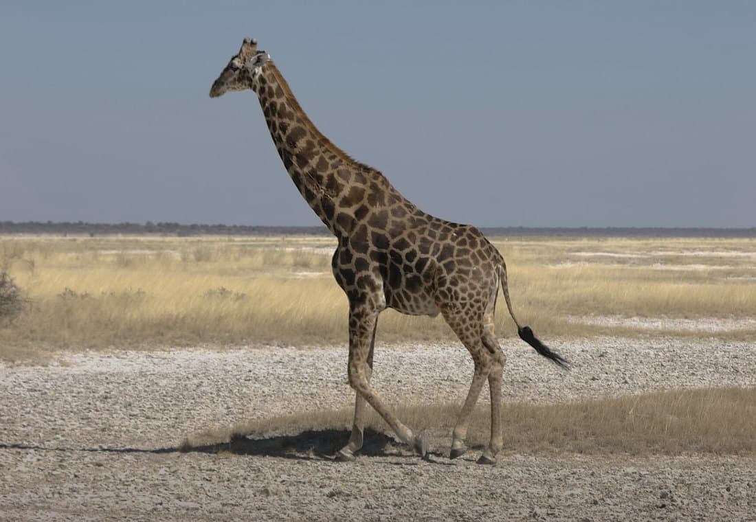 Angola-Giraffe geht über eine helle Kalkfläche, dahinter Grassteppe bis zum Horizont.