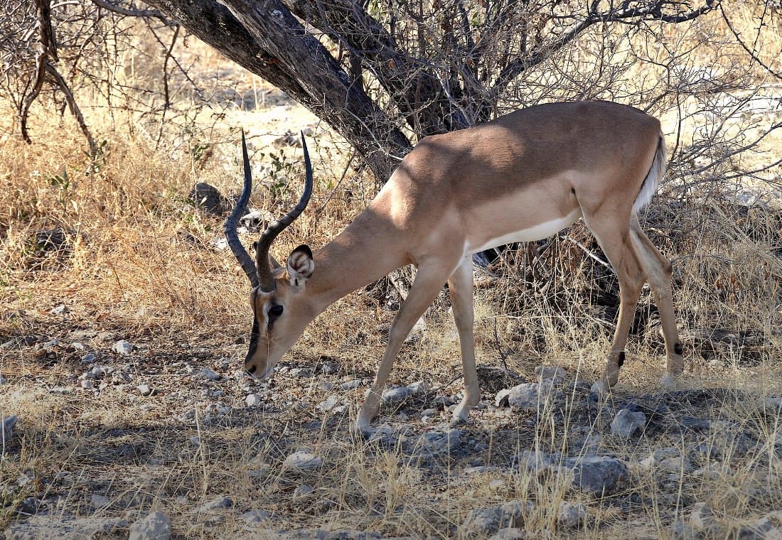 Schwarzfersenantilope äst im Schatten eines Dornbuschs auf steinigem Boden.