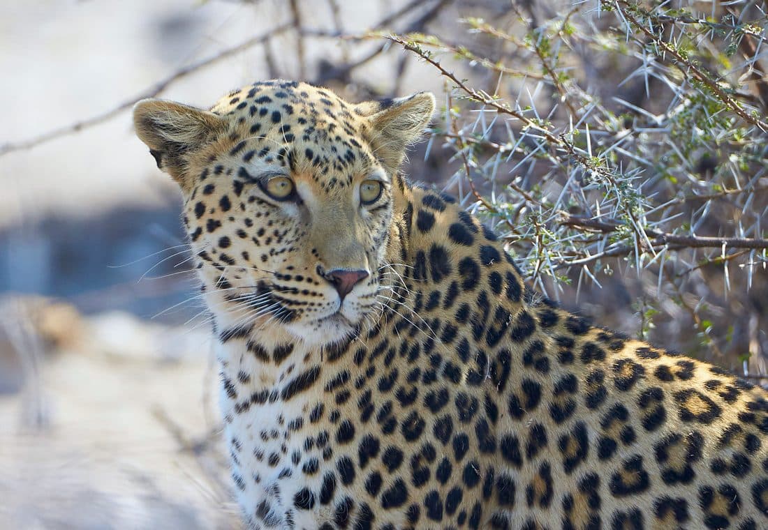 Leopard vor einem Dornbusch, den Kopf zur Seite gedreht, die Rosetten auf Schulter und Rücken deutlich sichtbar.