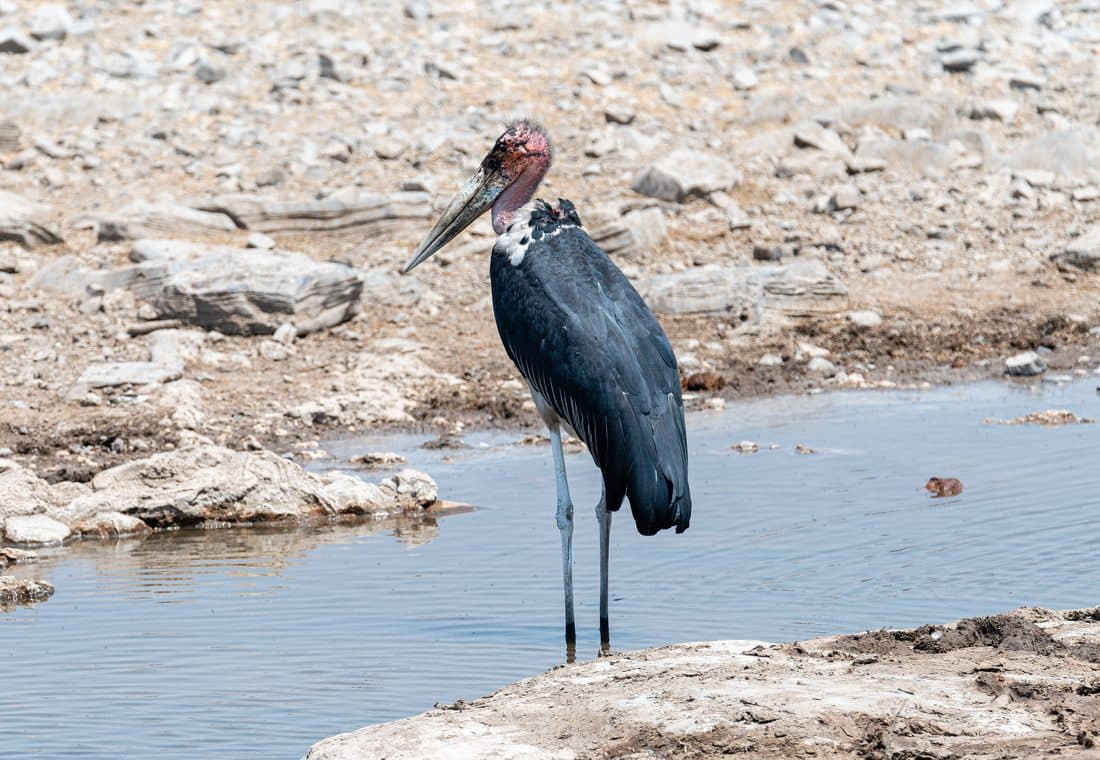 Marabu steht im flachen Wasser einer Wasserstelle mit steinigem Ufer, der kahle rötliche Kopf und der mächtige Schnabel im Profil.