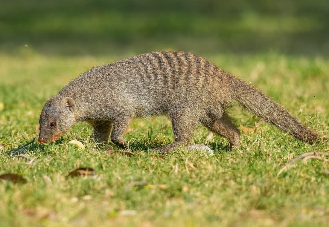 Streifenmanguste sucht im kurzen grünen Gras nach Futter, die dunklen Querstreifen auf dem Rücken deutlich sichtbar.