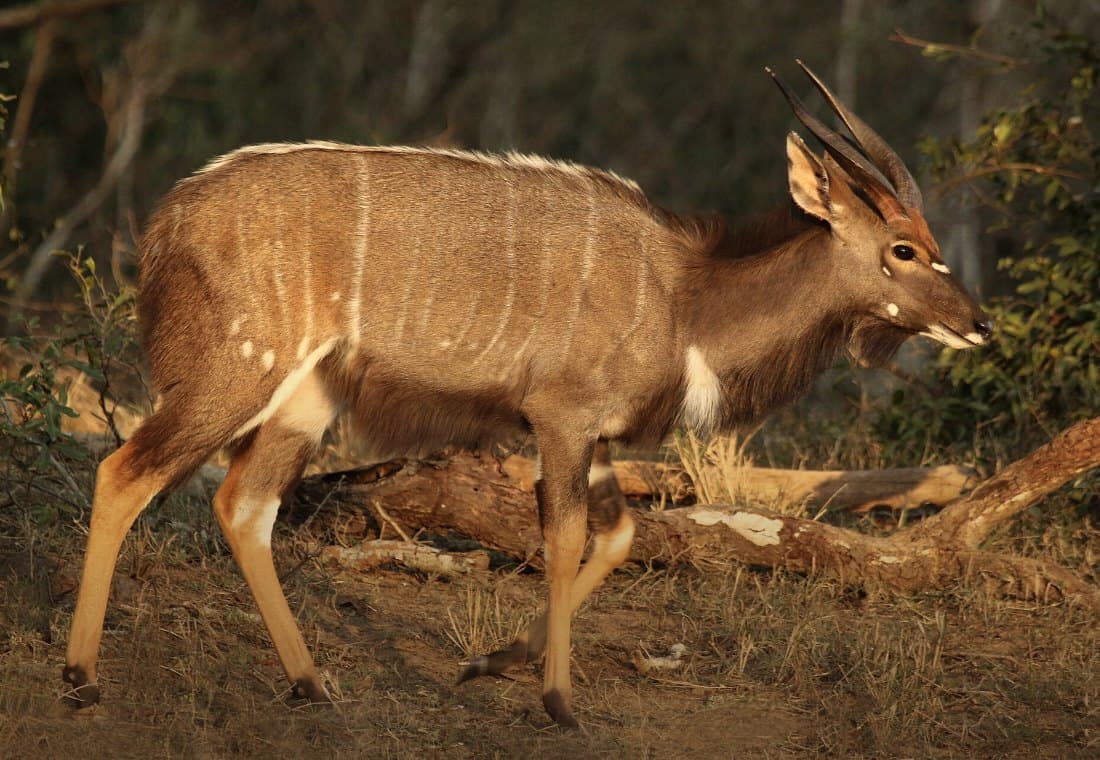 Nyala-Bulle im Abendlicht am Waldrand, weiße Querstreifen auf der Flanke, langes Bauchhaar.