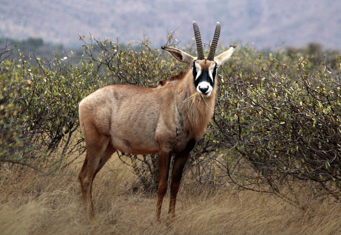 Pferdeantilope vor dichtem Busch, die langen Ohren mit Haarquaste zur Seite gestellt.