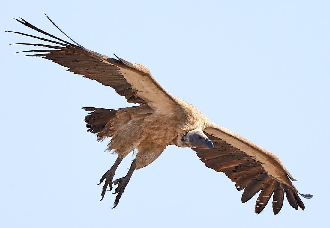 Weißrückengeier im Landeanflug vor blauem Himmel, die Flügel weit gespreizt und die Füße nach vorn gestreckt.