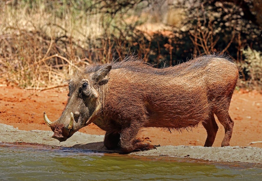 Warzenschwein trinkt kniend am betonierten Rand einer Wasserstelle, die Hauer im Bild.