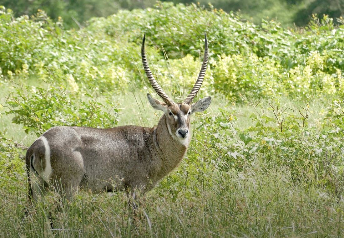 Ellipsen-Wasserbock im hohen grünen Gras, die geringelten Hörner weit auseinander.