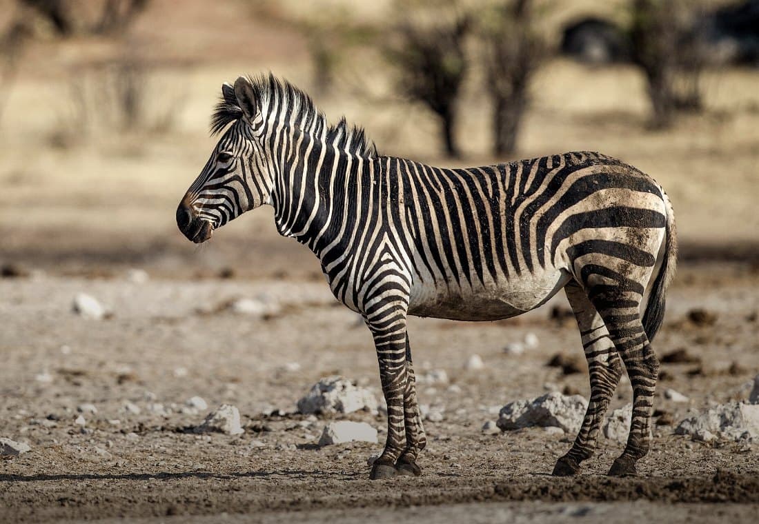 Hartmann-Bergzebra auf hellem, steinigem Boden, die Streifen laufen bis zu den Hufen.