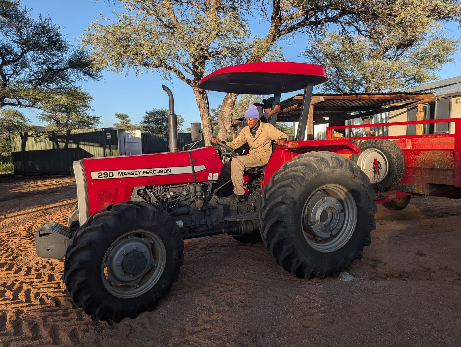 Ein Mitarbeiter fährt den roten Massey-Ferguson-Traktor über den sandigen Farmhof, dahinter Akazien.