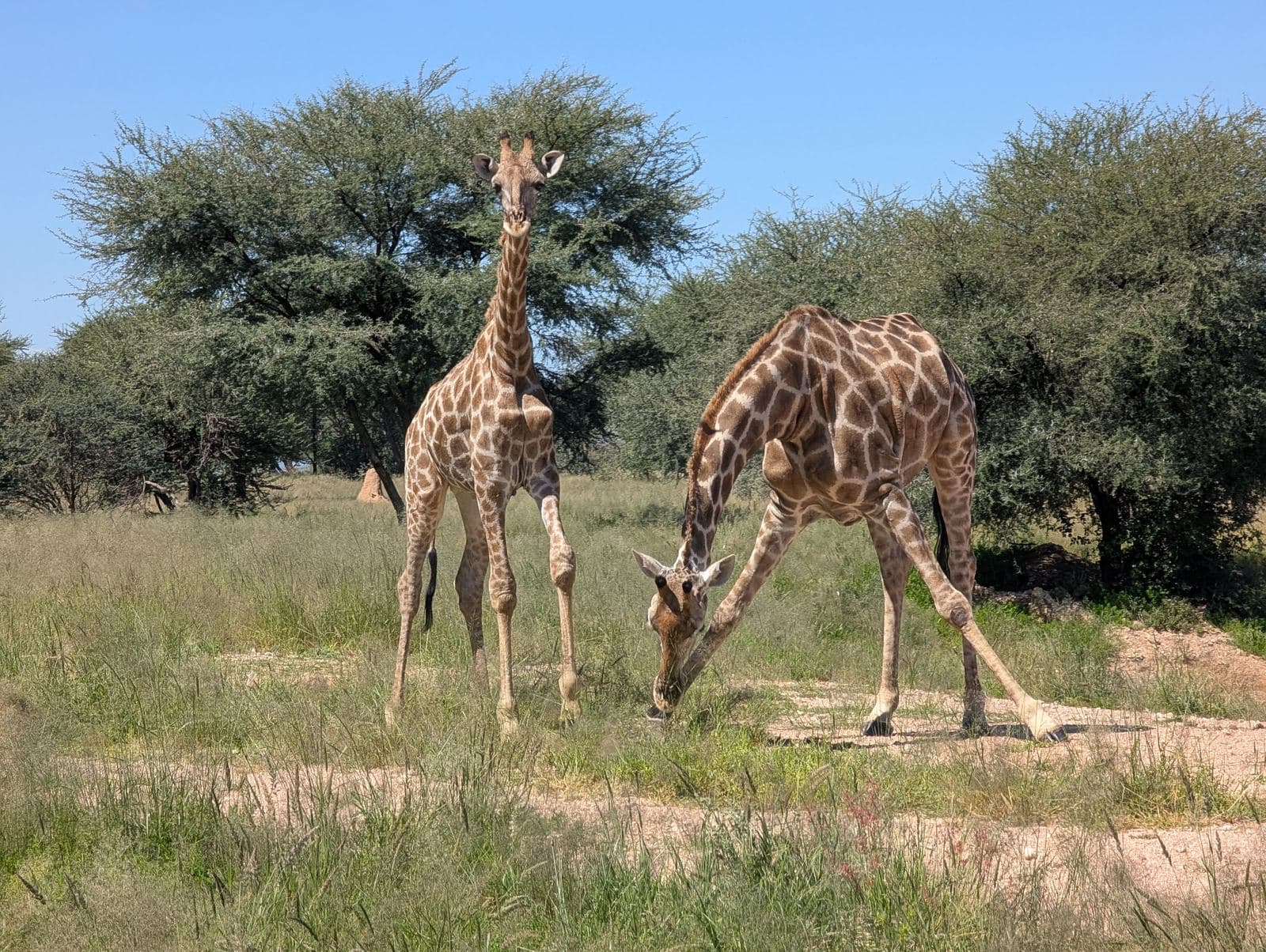 Zwei Giraffen im Gras vor grünen Akazien, eine senkt den Kopf zum Boden.