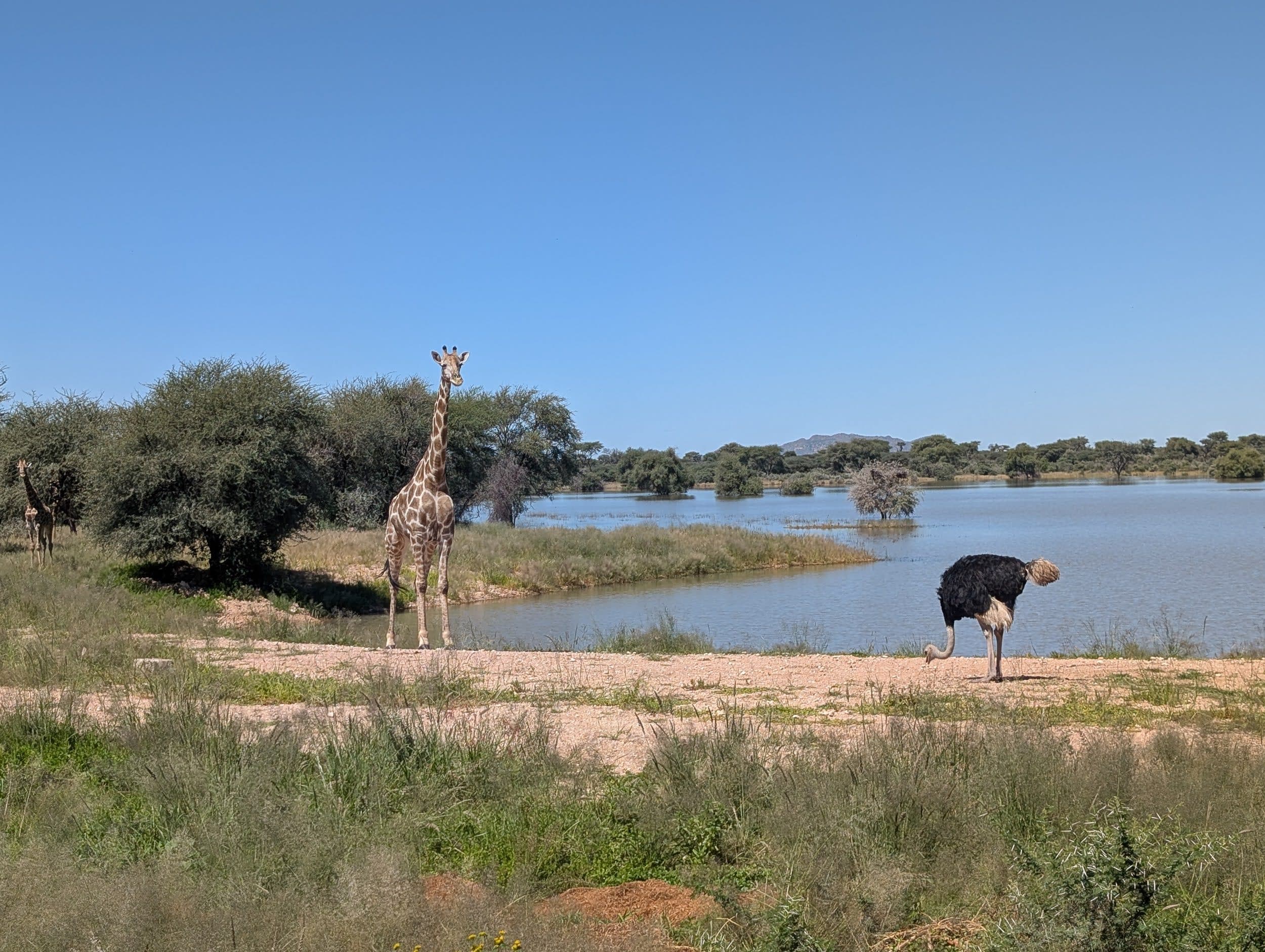 Eine Giraffe und ein Strauß an einem Wasserloch unter blauem Himmel.