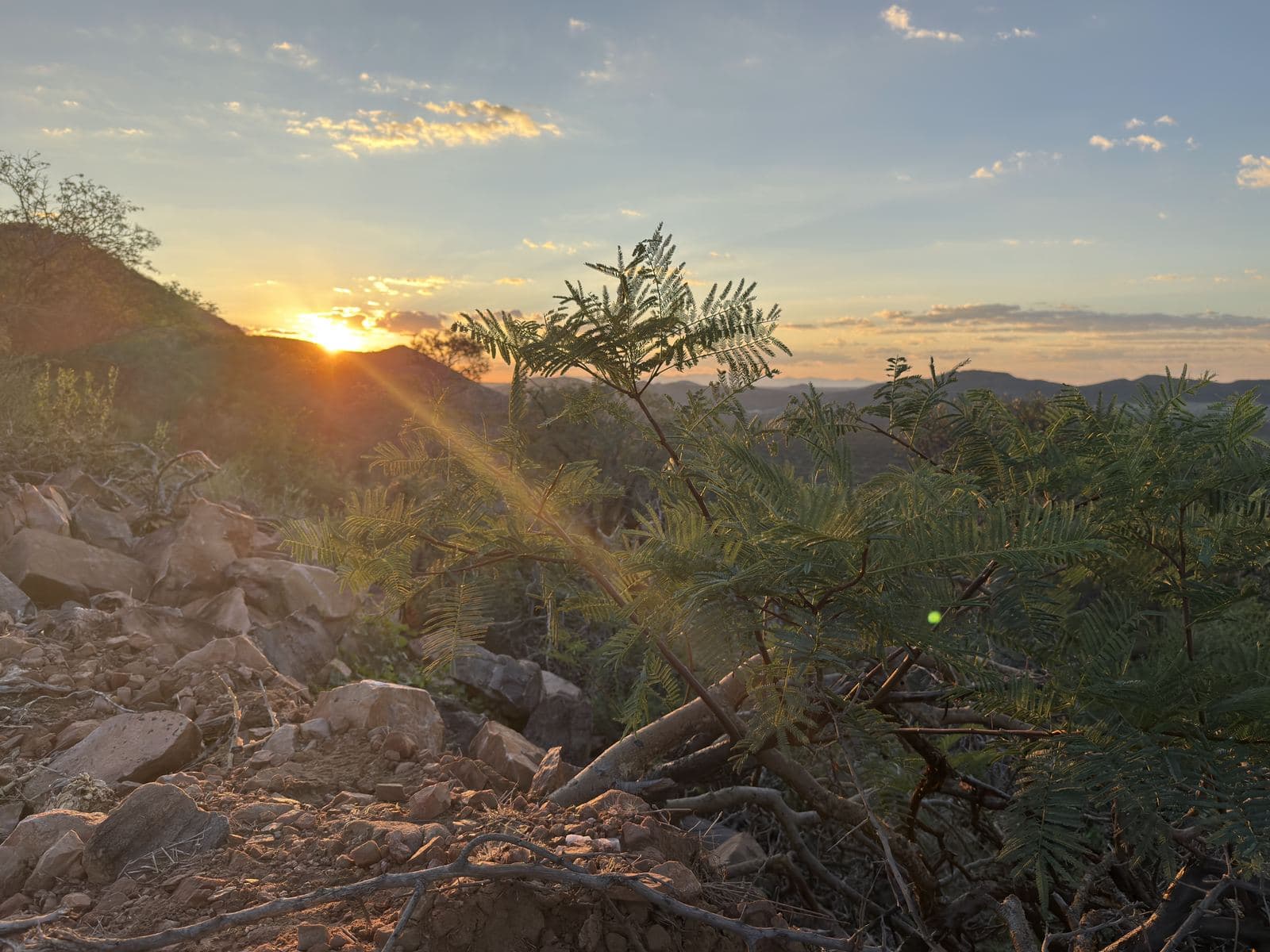 Die Sonne sinkt hinter einen Hügel, im Vordergrund Felsen und ein Dornbusch.