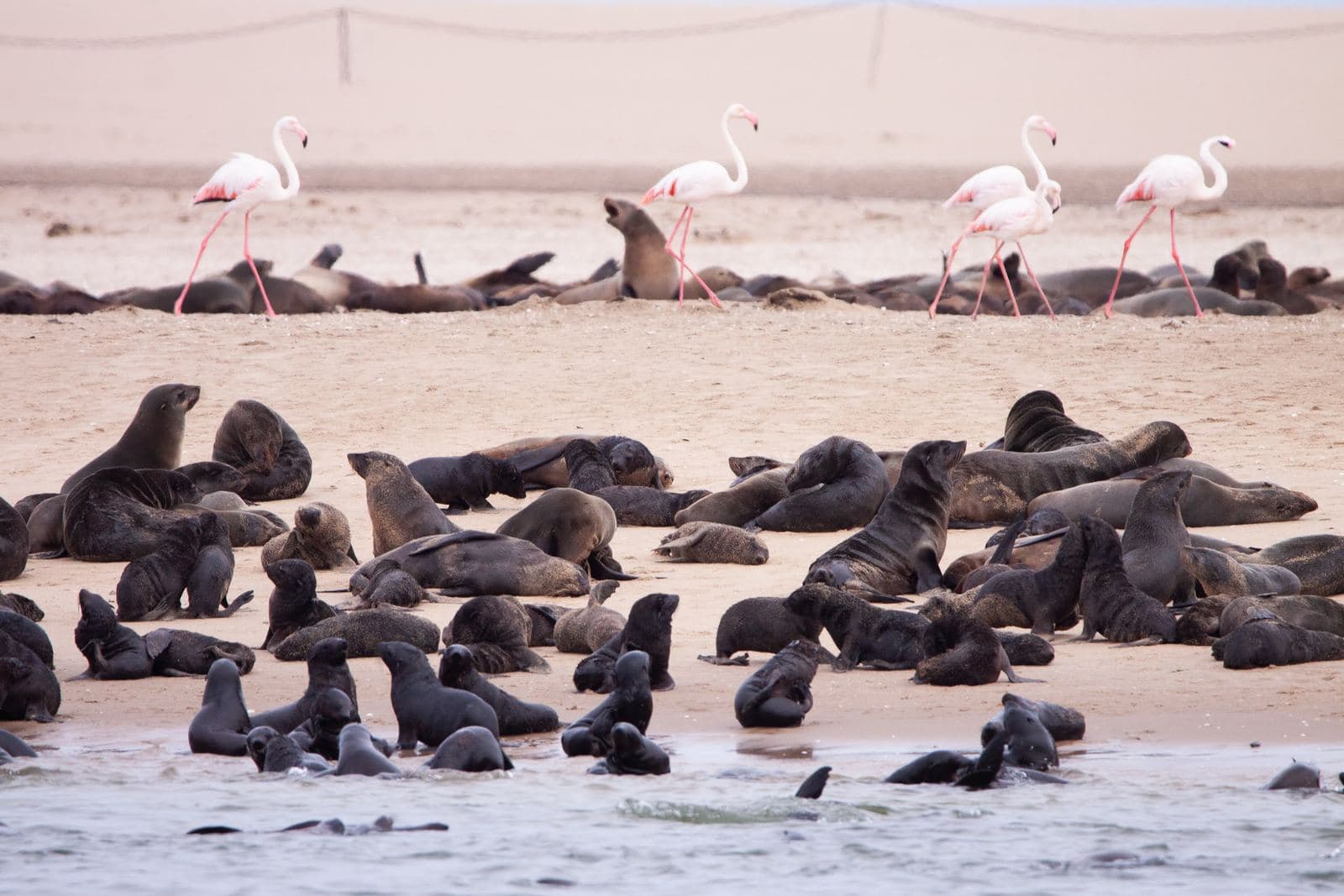 Robben liegen dicht an dicht am Strand, dahinter stehen Flamingos im flachen Wasser.